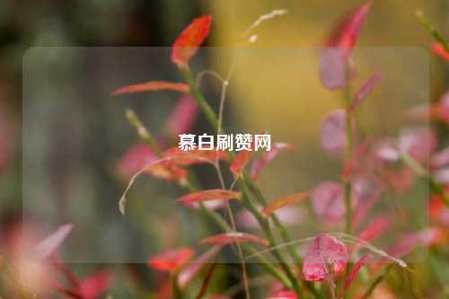 慕白刷赞网