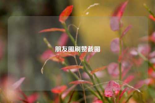 朋友圈刷赞截图